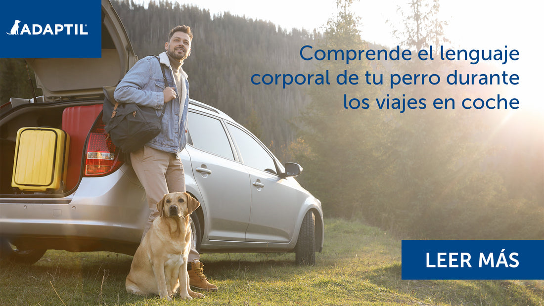 Hombre y golden retriever parados juntos junto a un coche ligeramente lleno, mirando hacia la cámara.