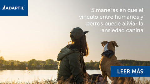 5 maneras en que el vínculo entre humanos y perros puede aliviar la ansiedad canina