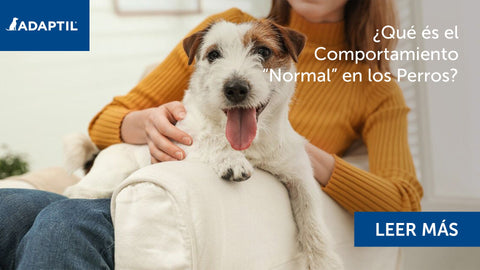 Perro jack russel con una mujer