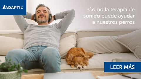 Perro pequeño descansando junto a un hombre en un sofá.