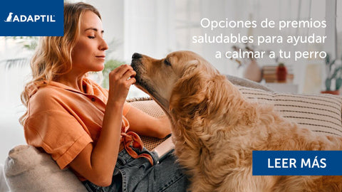 Opciones de premios saludables para ayudar a calmar a tu perro