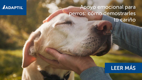perro con los ojos cerrados y manos de humano acariciándolo