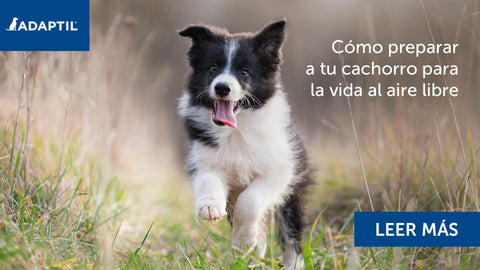 Cachorro de Border Collie corriendo por la hierba.