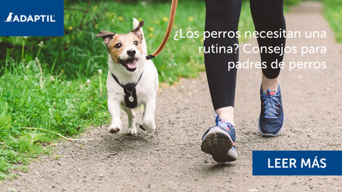 ¿Los perros necesitan una rutina? Consejos para padres de perros.