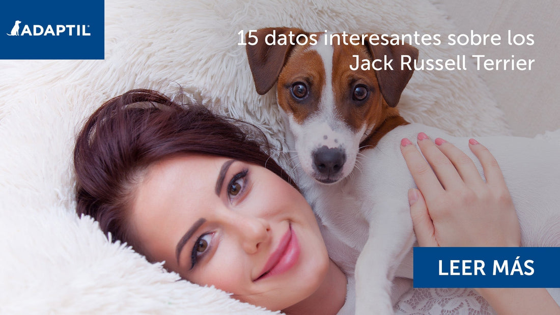 Jack Russell Terrier feliz con su dueña