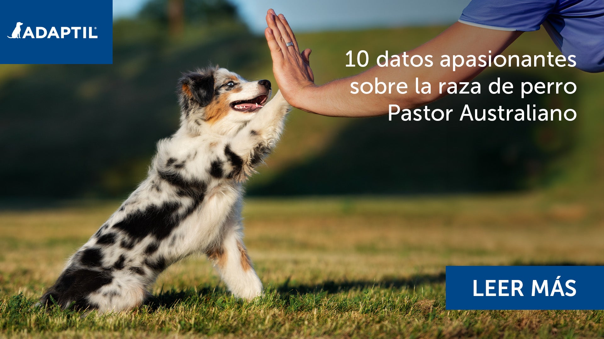 Cachorro de pastor australiano levantando la pata en la hierba.