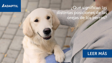 ¿Qué significan las distintas posiciones de las orejas de los perros?