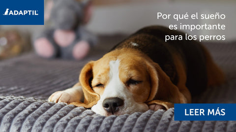Por qué el sueño es importante para los perros