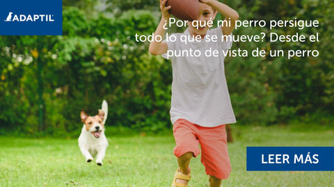 ¿Por qué mi perro persigue todo lo que se mueve? Desde el punto de vista de un perro