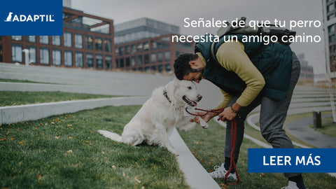 humano y perro con las cabezas juntas