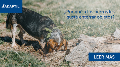 ¿Por qué a los perros les gusta enterrar objetos?