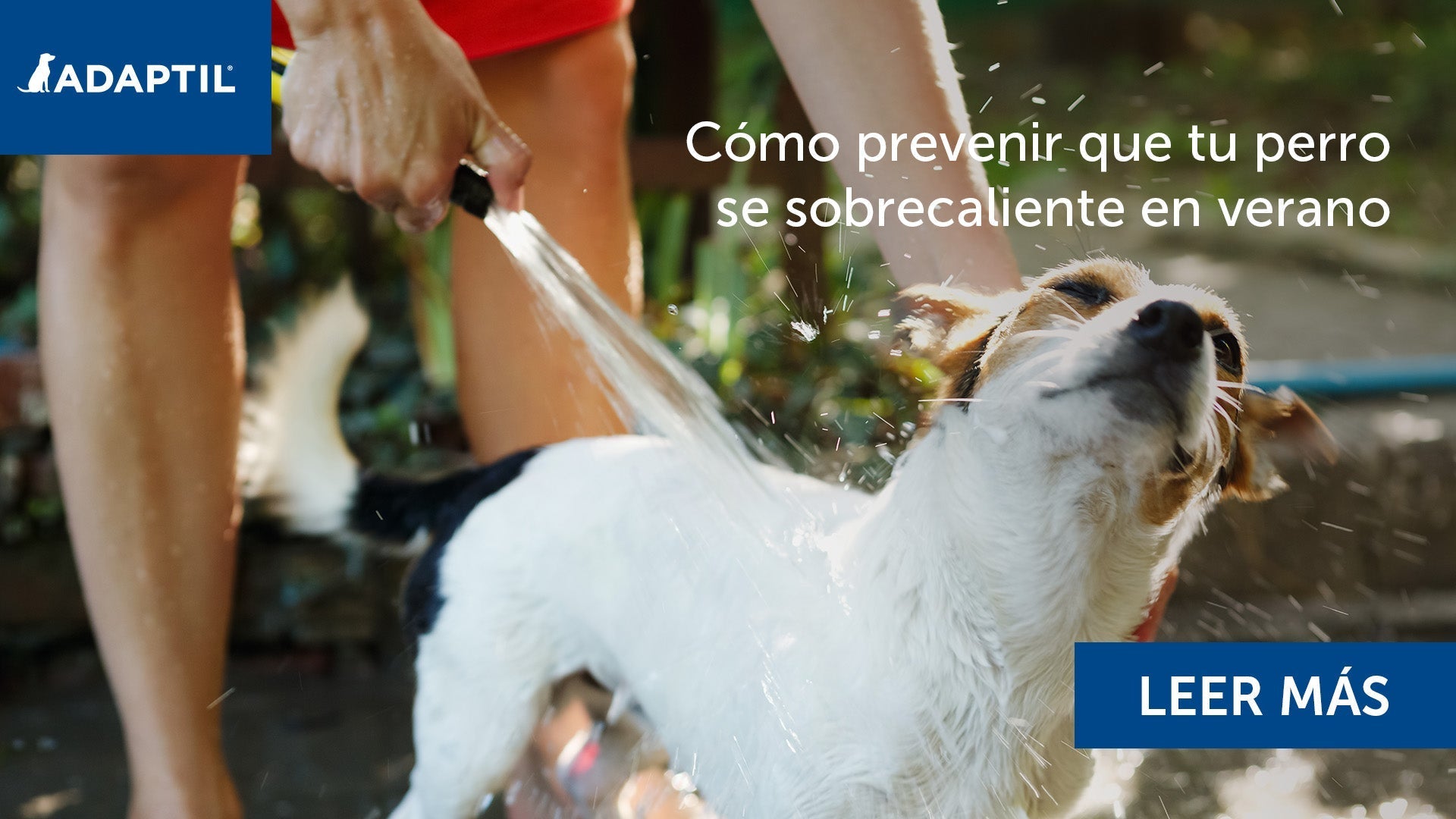 Perro mojándose con una manguera