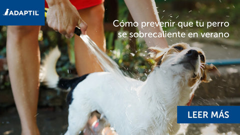 Perro mojándose con una manguera
