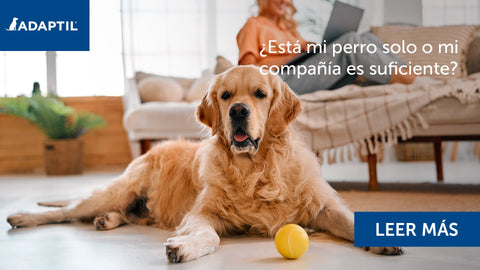 Golden retriever sentado en el suelo con un humano en el sofá
