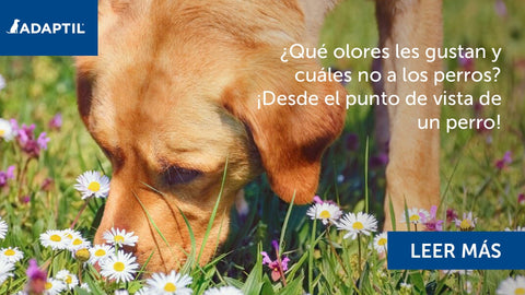 Perro olfateando un campo de flores