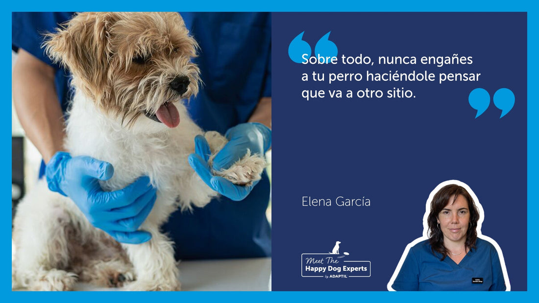 Perro pequeño siendo examinado por un veterinario.