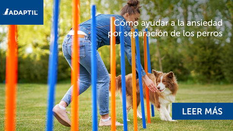 mujer y perro border collie jugando entre palos.