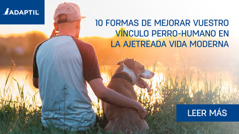10 formas de mejorar vuestro vínculo perro-humano a pesar de nuestro ritmo de vida