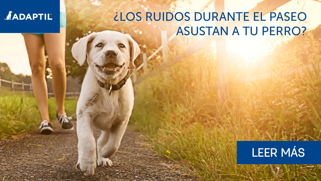 ¿Tu perro se asusta con los ruidos durante los paseos?