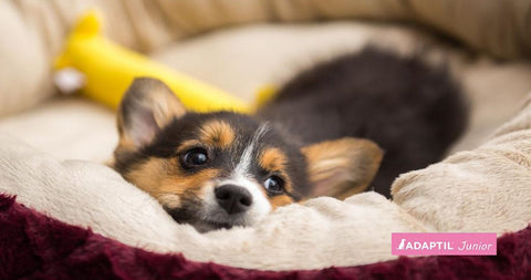 ¿Cómo lograr que tu cachorro duerma toda la noche?