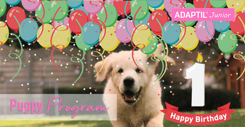 ¿Tu cachorro ya tiene un año en edad canina?