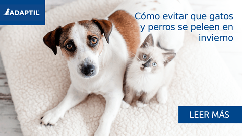 Cómo evitar que gatos y perros se peleen en invierno