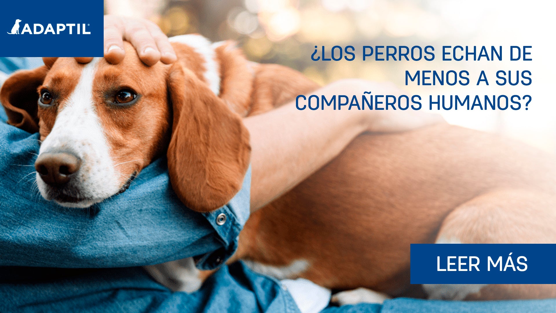 perro encima de los brazos de un hombre que le acaricia.