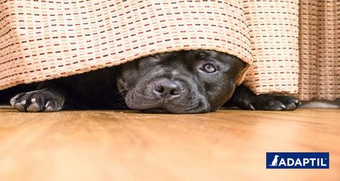 3 consejos para ayudar a tu perro a mantener la calma con los ruidos fuertes