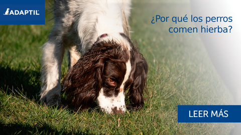¿Por qué los perros comen hierba? El punto de vista de un perro