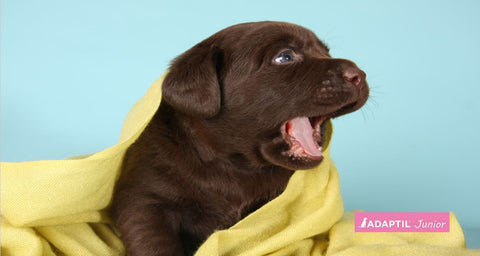 7 Consejos para evitar que un cachorro ladre cuando está solo