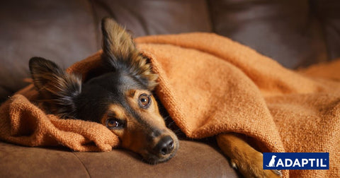 ¿Tu perro está estresado? Conoce las señales de estrés de los perros