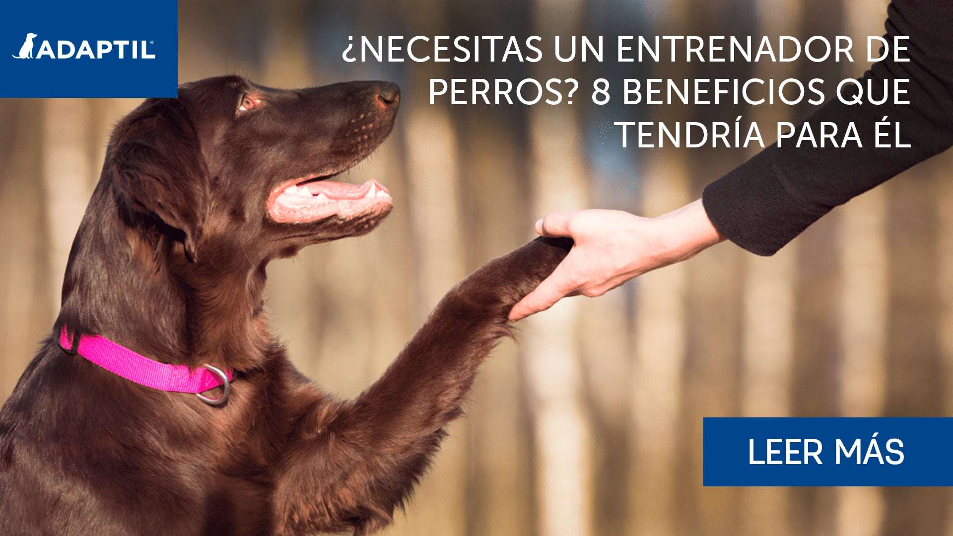 ¡8 maneras en que educar a tu perro beneficiará vuestra relación!