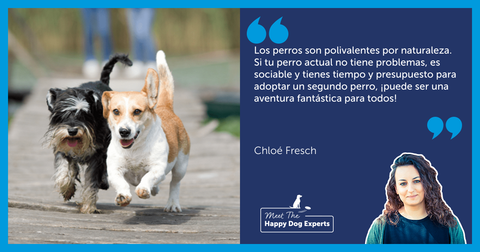 ¿Es una buena idea adoptar un segundo perro?
