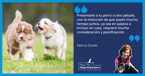 Cómo dar la bienvenida a un nuevo perro en casa