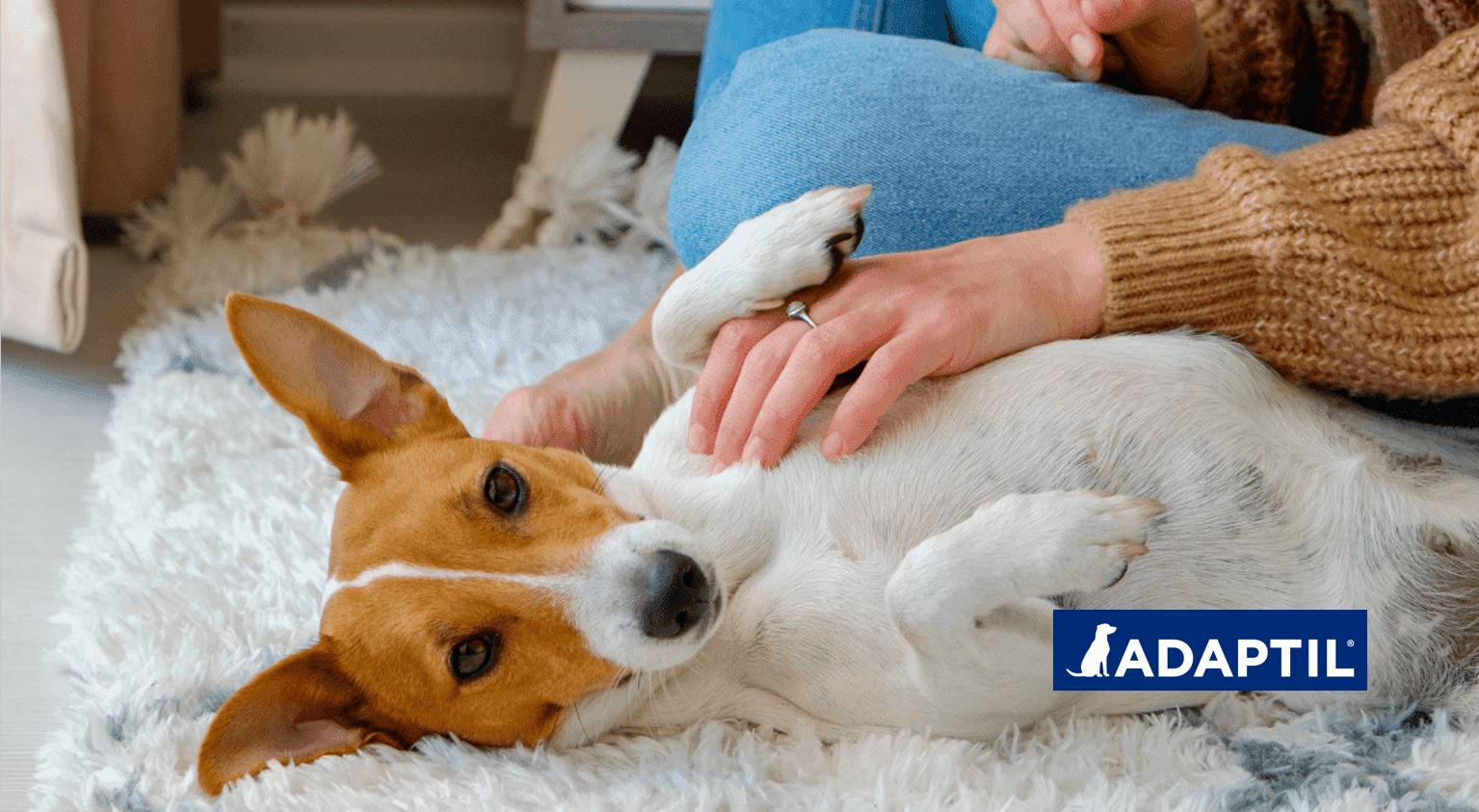 ¿Por qué a los perros les gustan las caricias en la barriga?