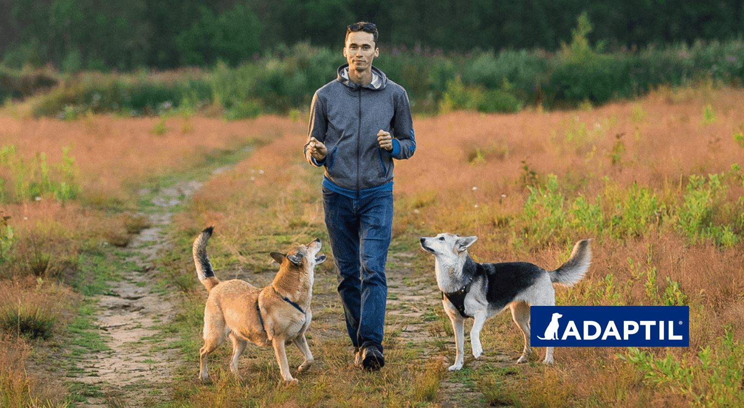 ¿Qué significa cuanto tu perro mueve la cola?
