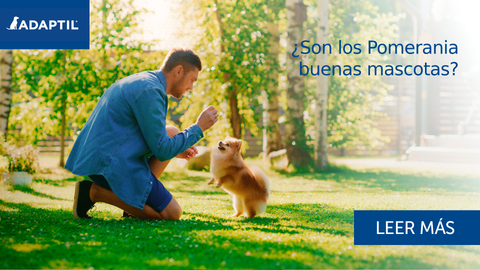 ¿Son los Pomerania buenas mascotas? Consejos y sugerencias