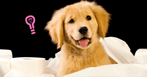 8 consejos para enseñar a tu cachorro dónde hacer sus necesidades
