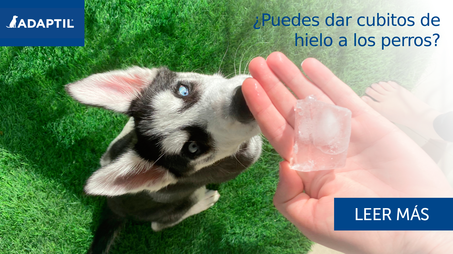¿Puedes dar cubitos de hielo a los perros?