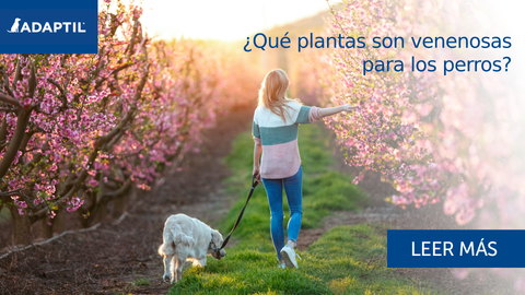 ¿Qué plantas son venenosas para los perros?