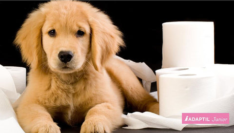 ¿Cuánto tiempo se tarda en enseñar a un cachorro a hacer sus necesidades?