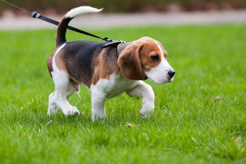 Cómo pasear a un cachorro con correa