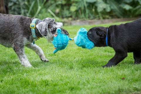 Consejos para enseñar a tu cachorro a socializar