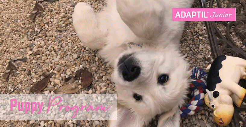 perro tumbado mirando hacia arriba con juguetes al lado.