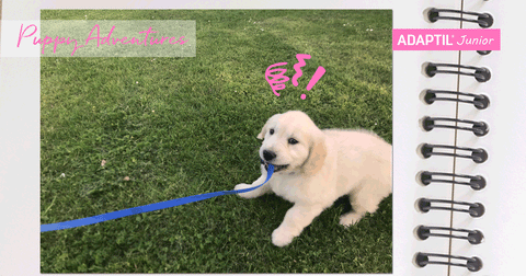 cachorro en el cesped jugando con una cuerda.