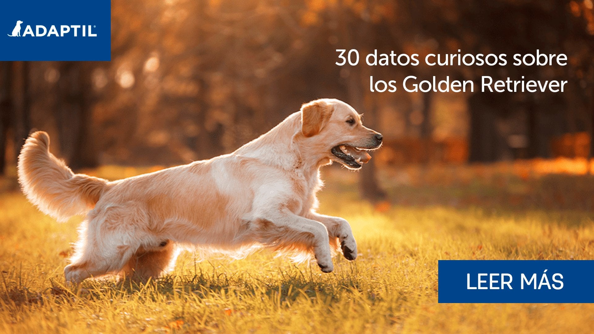 30 Datos sobre los Golden Retriever