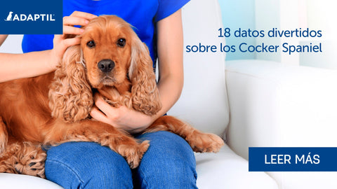 18 datos curiosos sobre los Cocker Spaniel