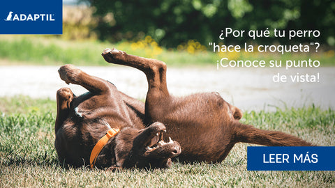 ¿Por qué a los perros les encanta hacer la "croqueta"? Desde el punto de vista de un perro