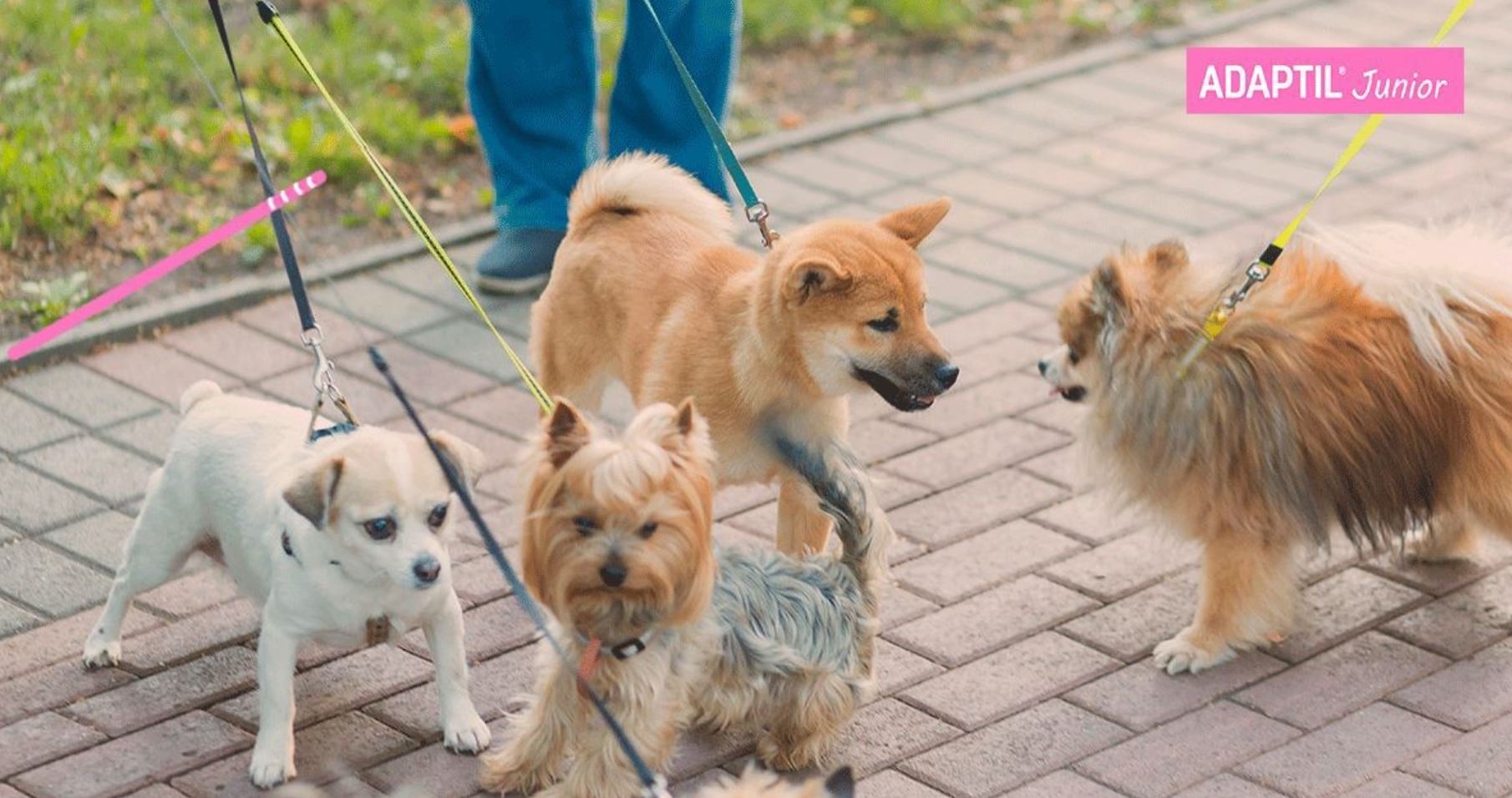 ¡Vamos a clases de cachorros! 5 Beneficios