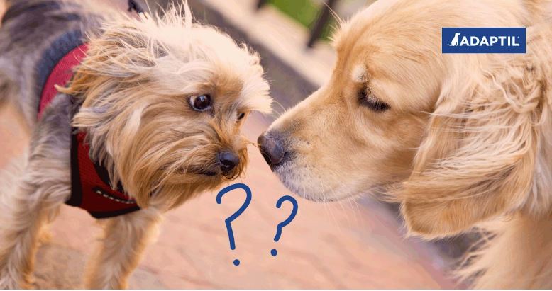 Motivos para dejar que tu perro se relacione con otros perros